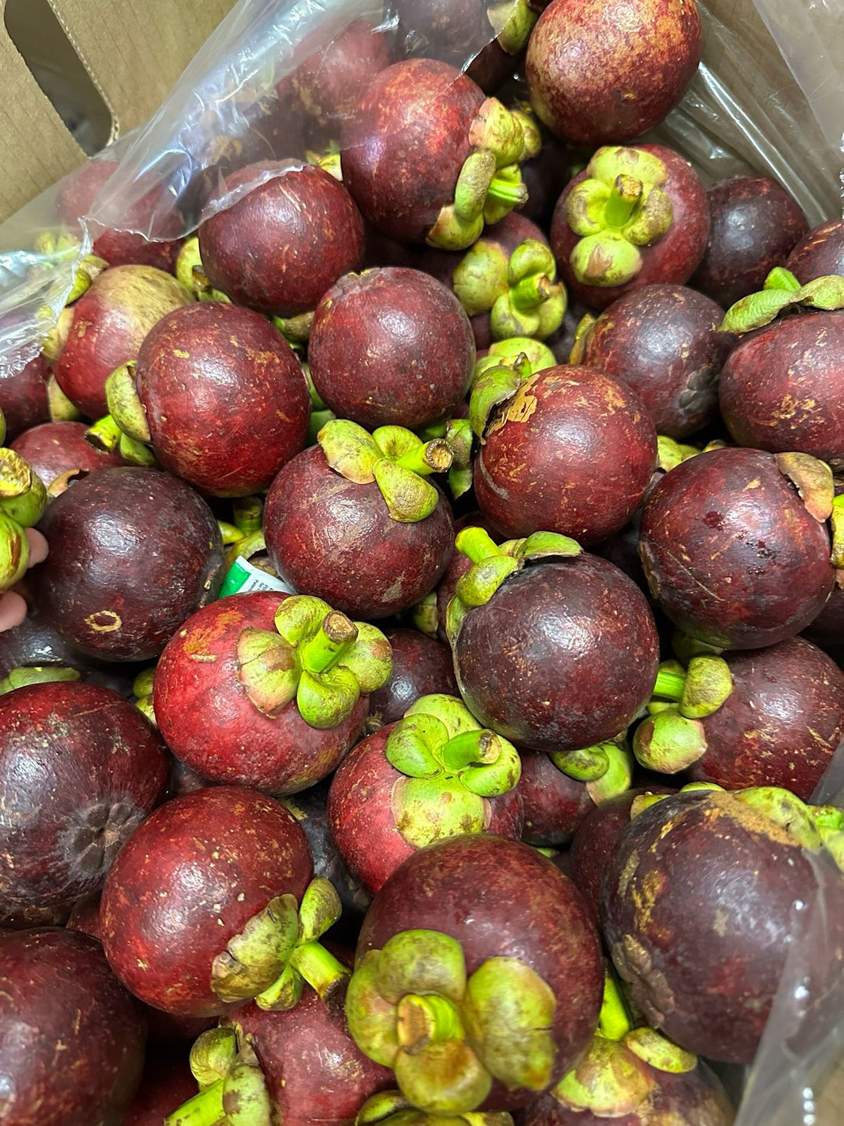 【Colombia】Fresh Mangosteen