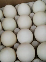 【Local】Farm duck eggs X Large 2 trays 40 pieces