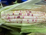 【Local】10 pieces of fresh glutinous corn