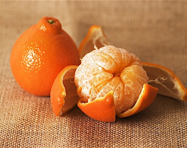 【MINEOLA】Mineola Orange