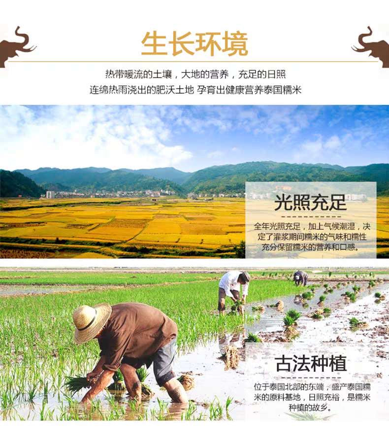 【泰国】顶级白糯米