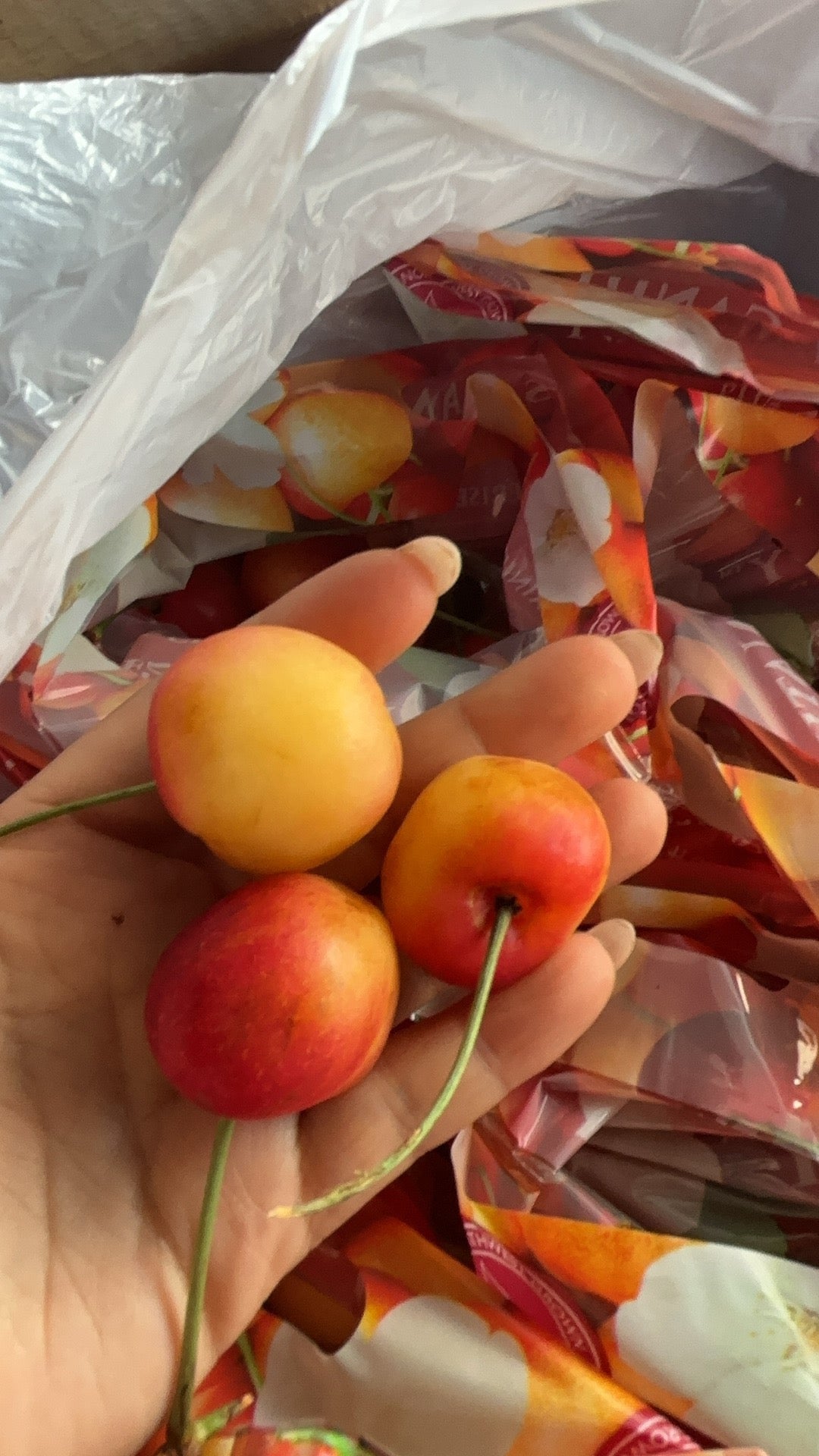 【USA】Rainier Golden Cherries 3 pounds