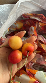 【USA】Rainier Golden Cherries 3 pounds