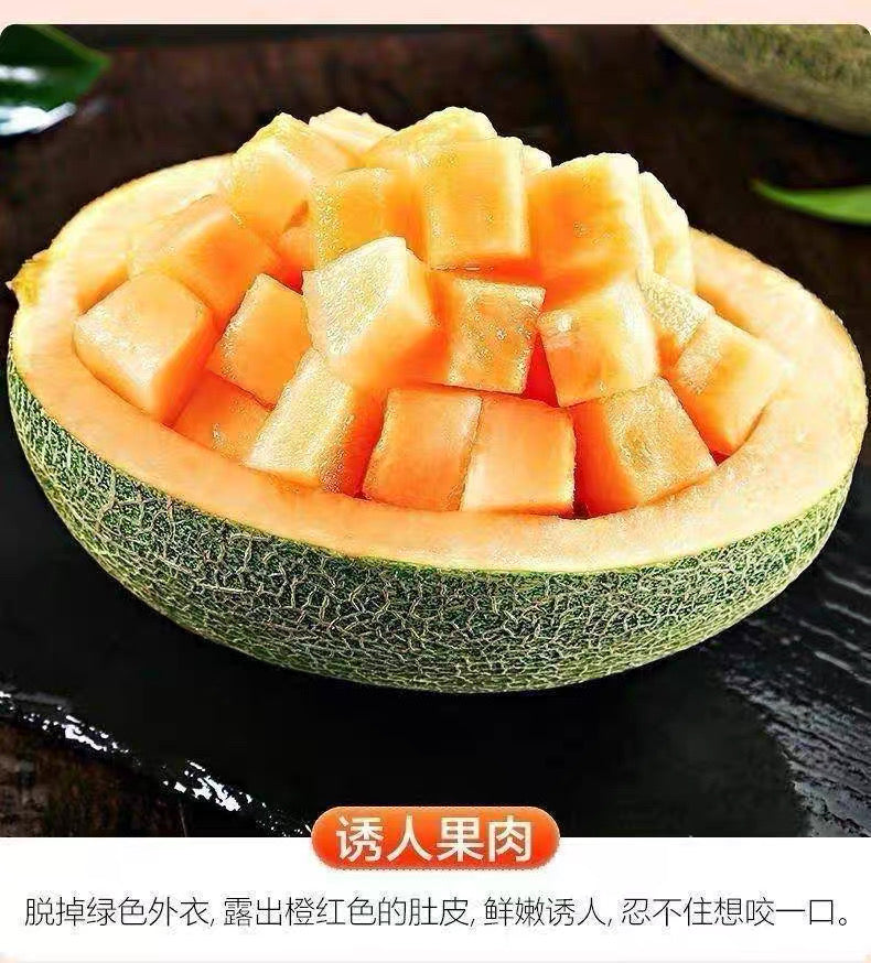【HAMI】哈密瓜
