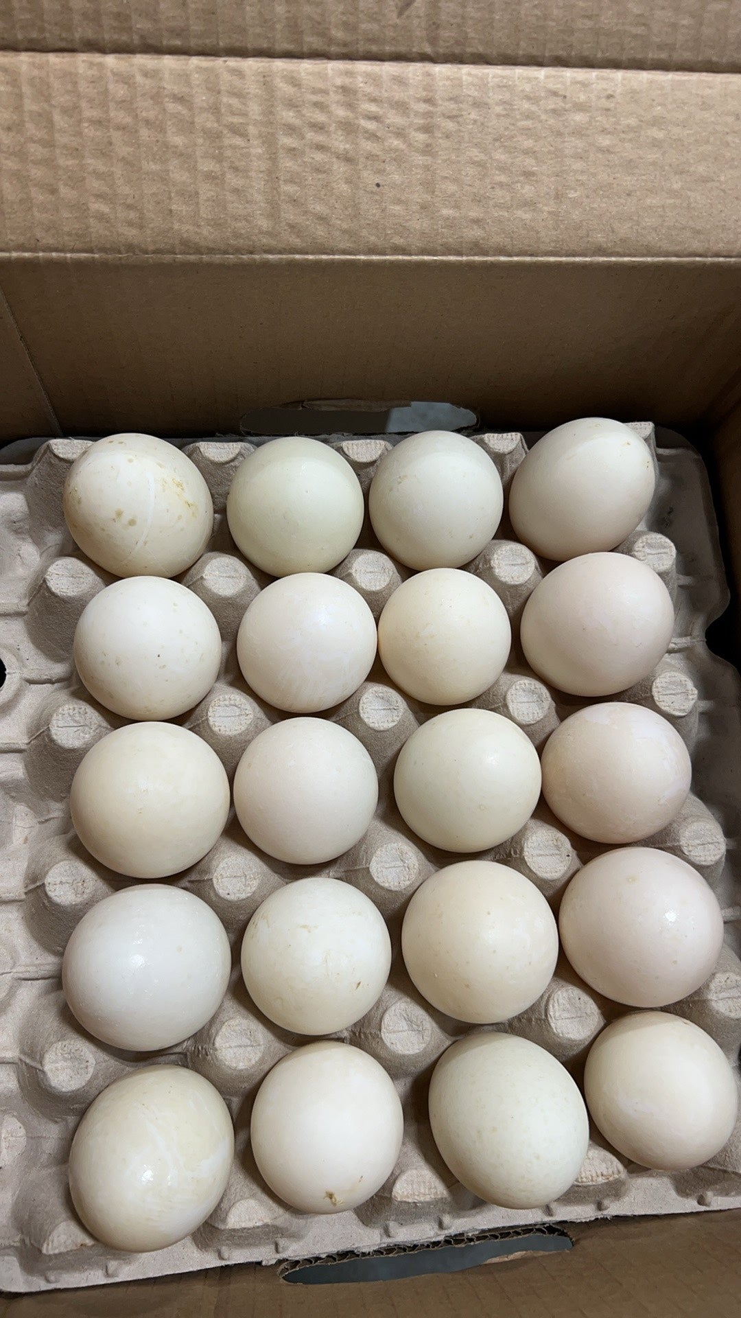 【Local】Farm duck eggs X Large 2 trays 40 pieces