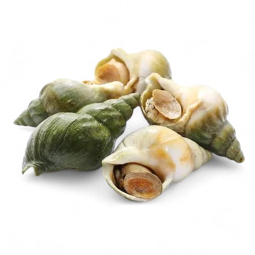 ❄️【Canada】Emerald Snail 5 pounds