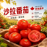 [Local] Salad Tomato