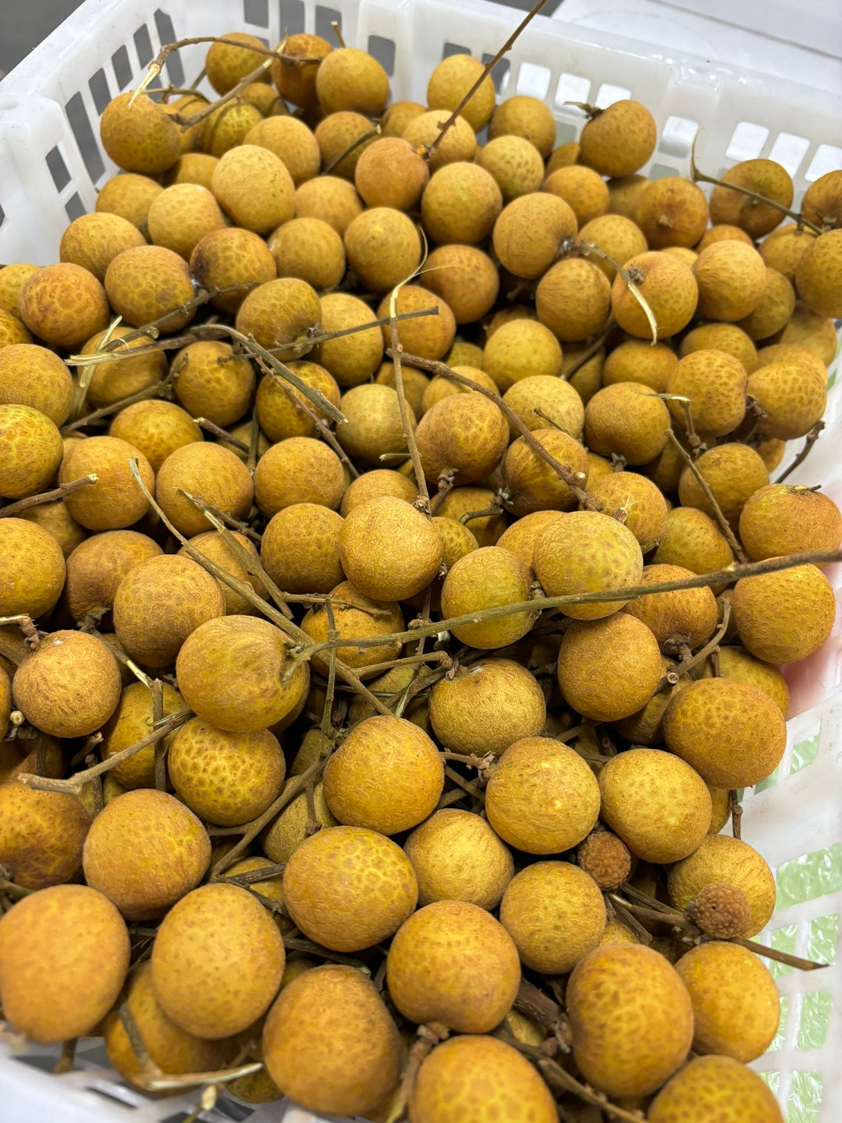 【泰国】龙眼