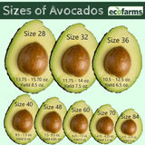 【Mexico】Avocado