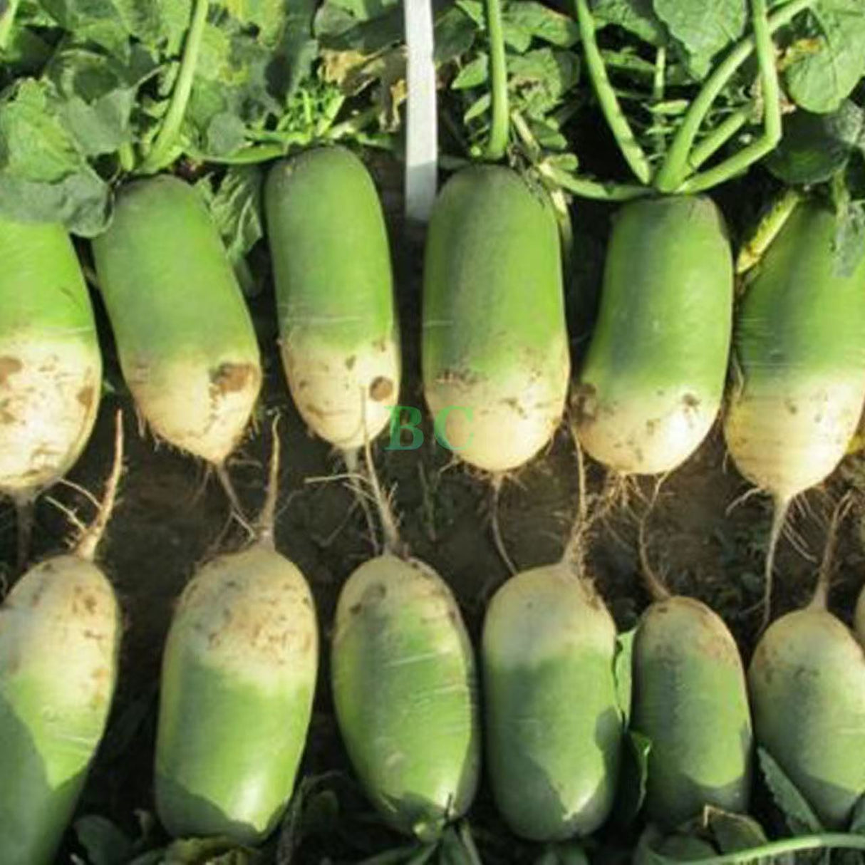 【China】Fruit Radish