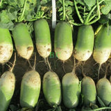 【China】Fruit Radish