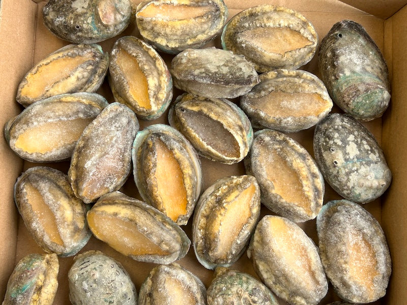 ❄️【GO BOX】Pre-cooked abalone in shell 1kg