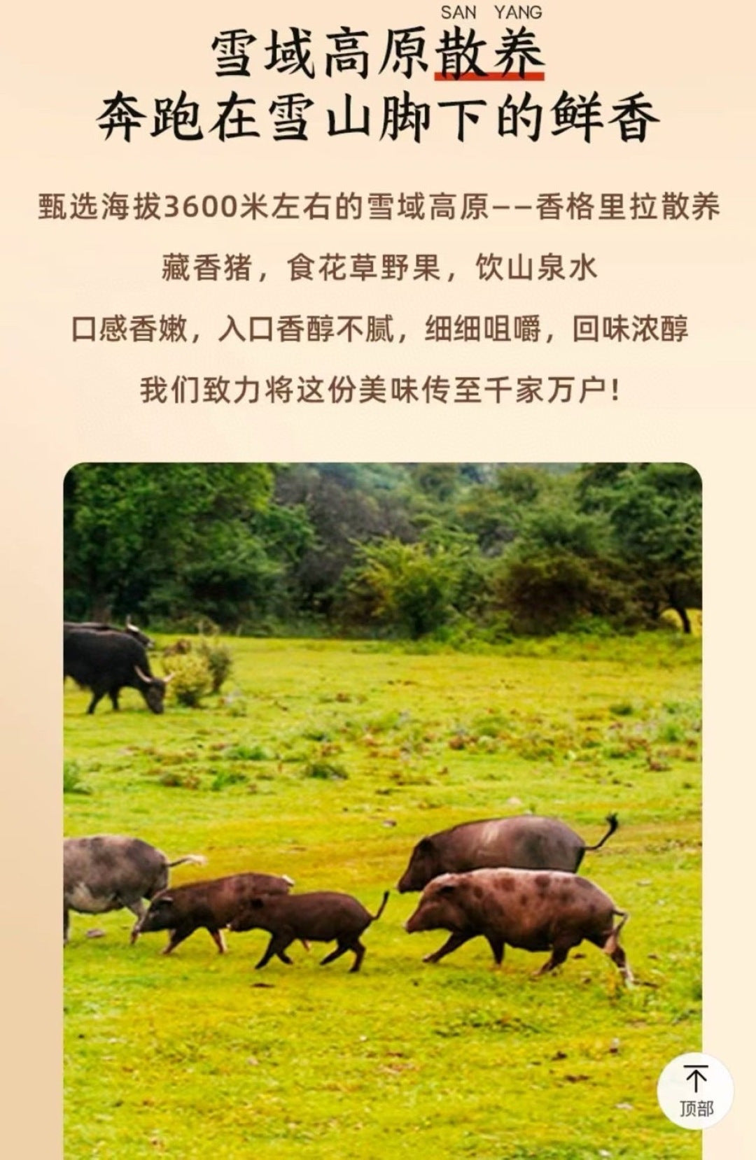【一只犟牦】藏香猪（猪肉脯）