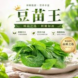 【本地】豆苗王