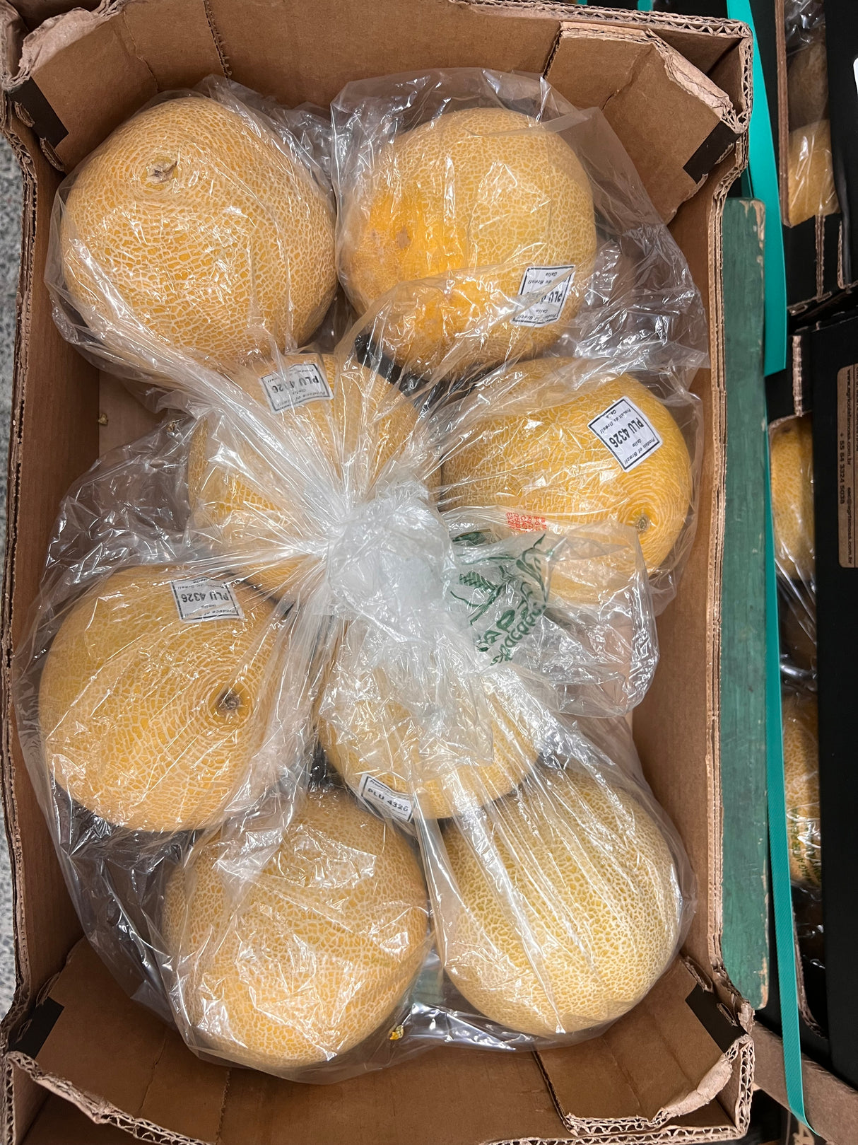 【GALIA】加利亞甜瓜