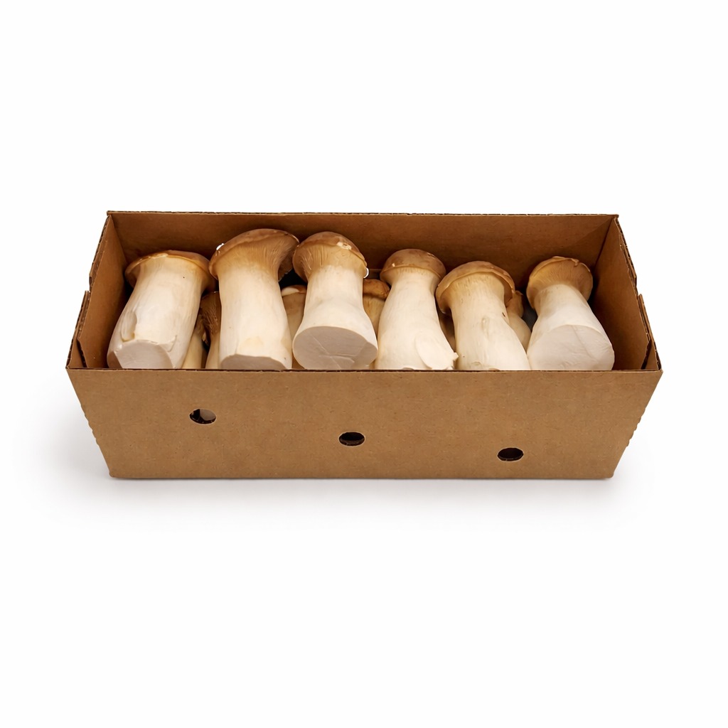 [Local] Pleurotus eryngii