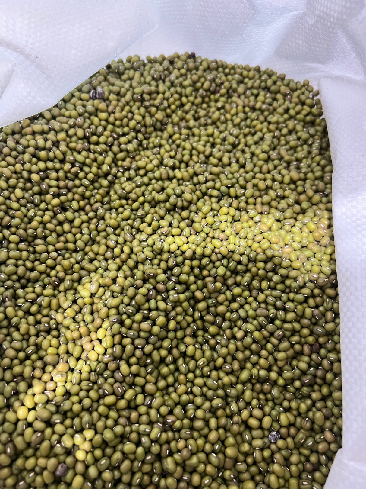 薅羊毛【Local】8lbs mung beans