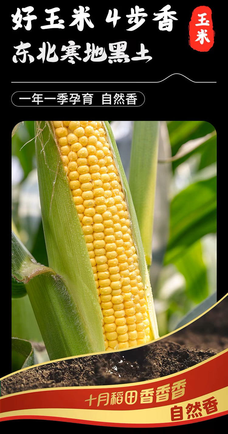 【October Rice Field】Barbecue Corn