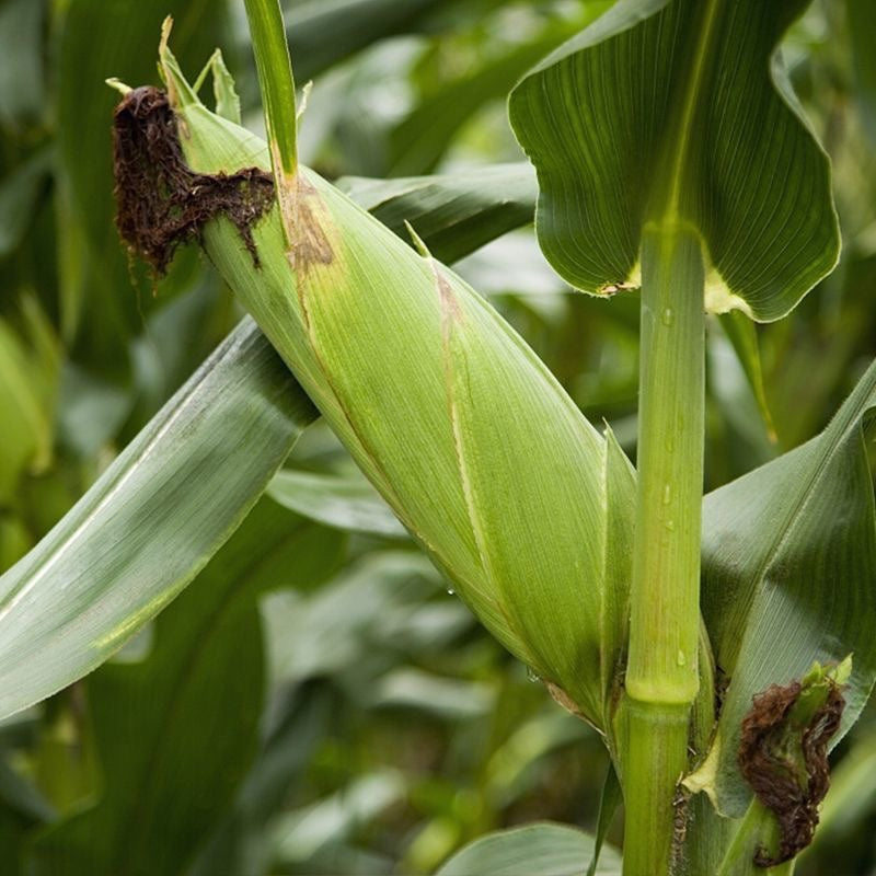 【Local】10 pieces of fresh glutinous corn