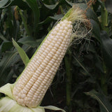 【Local】10 pieces of fresh glutinous corn