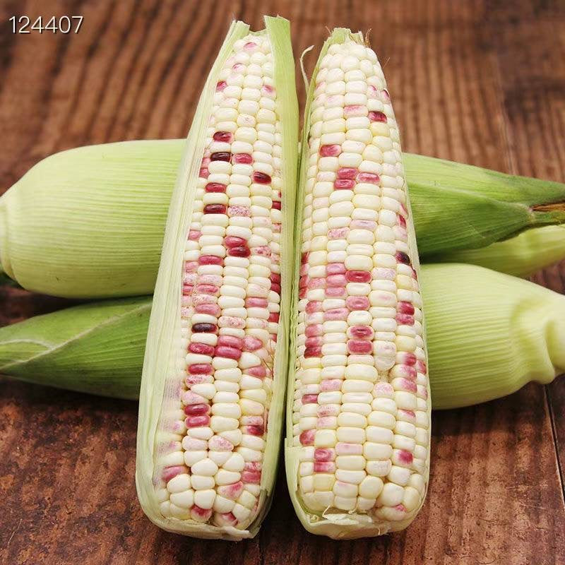 【Local】10 pieces of fresh glutinous corn