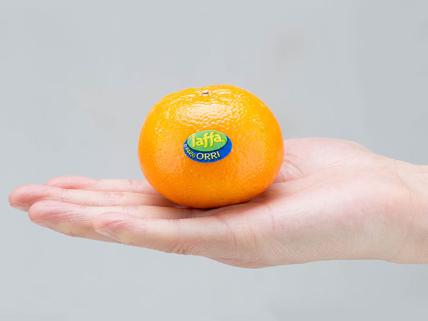 【ORRI】甜桔8磅