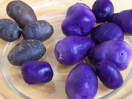 【Local】Purple Potatoes 5 pounds