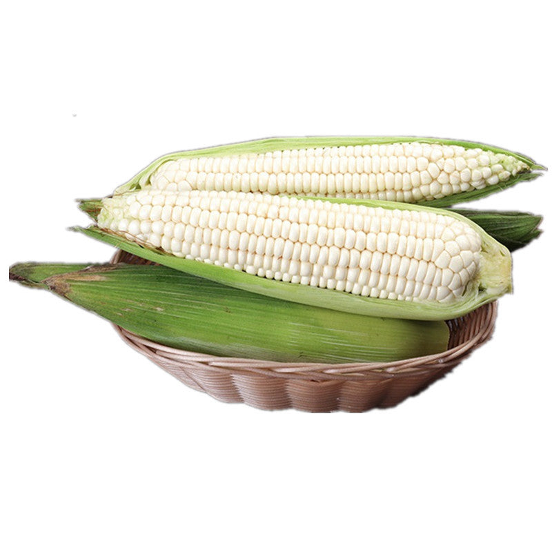 【Local】10 pieces of fresh glutinous corn