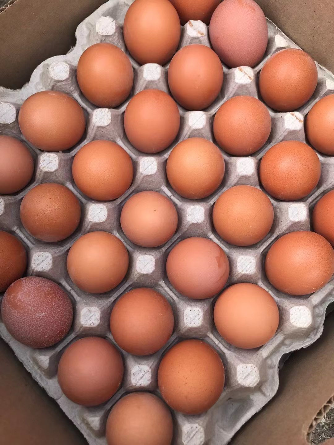 【Local】Farm eggs Large Brown 1 box 180 pieces