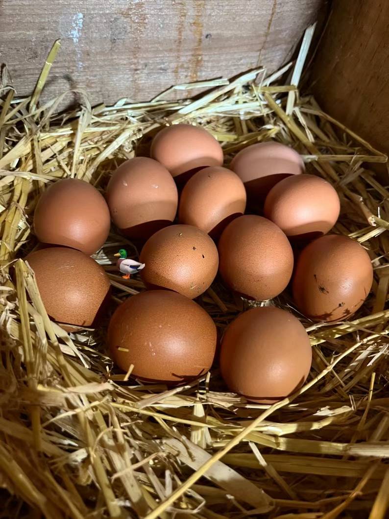 【Local】Farm eggs Large Brown 1 box 180 pieces