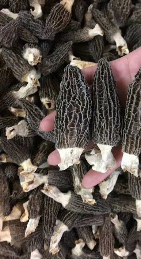 [Canada] Morels 1 large bag half pound