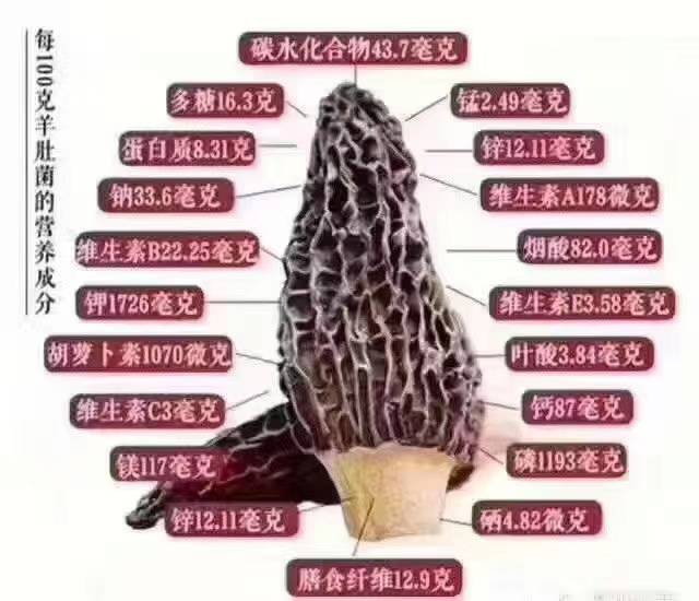 【加拿大】羊肚菌 1大袋半磅