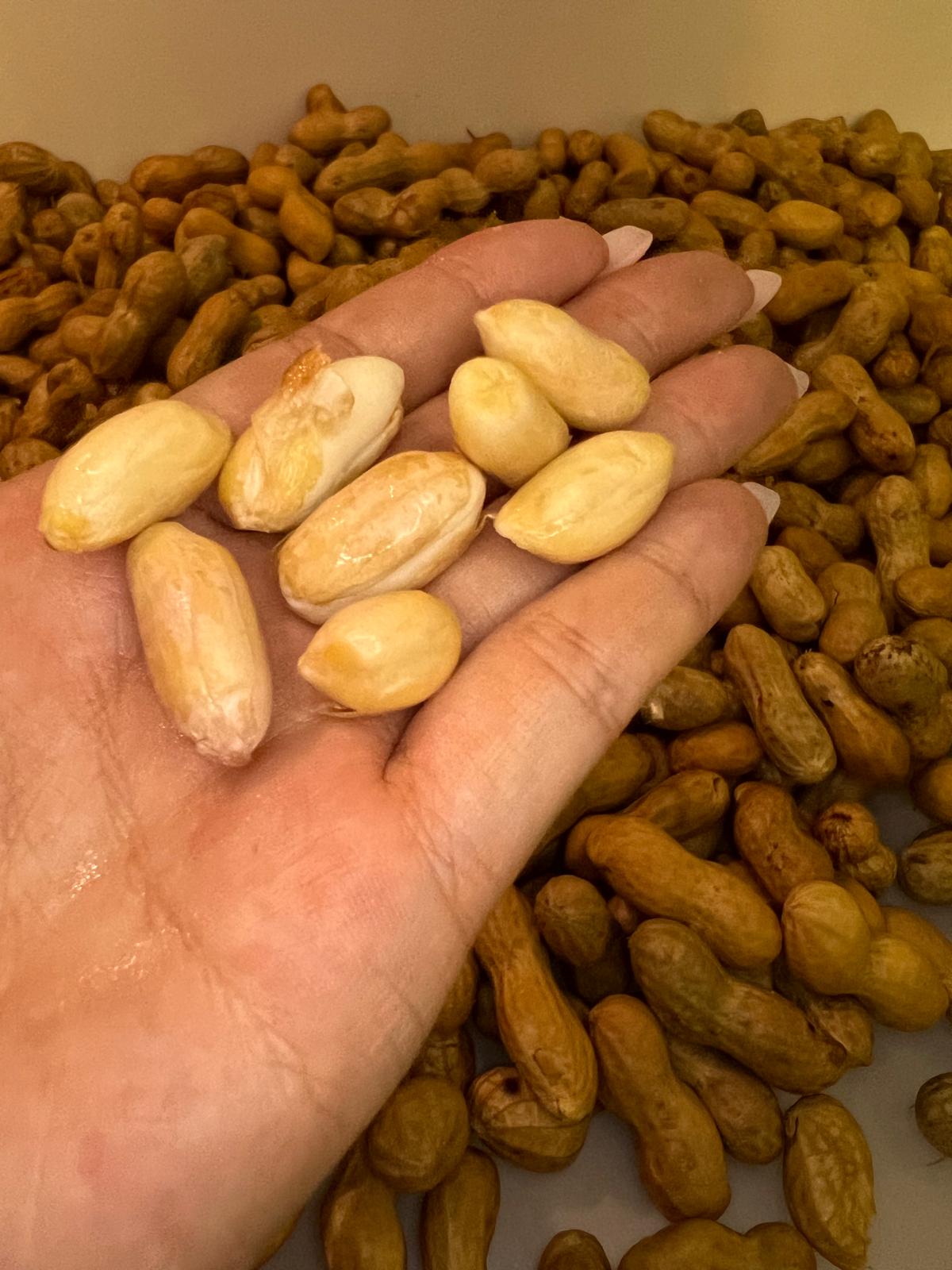 【TRULY FRESH】Fresh peanuts 5 pounds