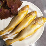 ❄️【Hailing】High-quality yellow croaker 1 box 10 pounds