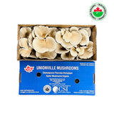 【Local】Organic Oyster Mushrooms 1 Box 2 Pounds