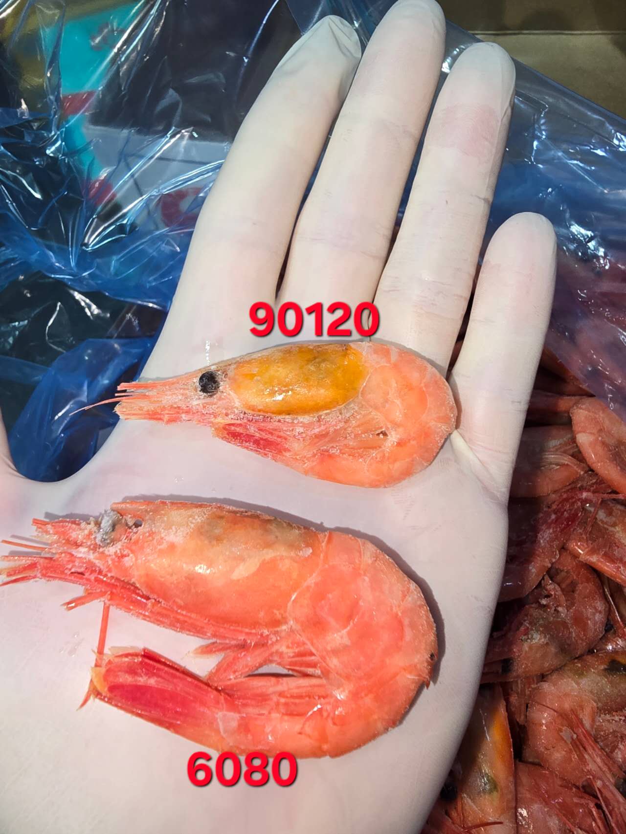 ❄️【加拿大】北极甜虾1箱11磅– Truly Fresh Grocery Deliveries