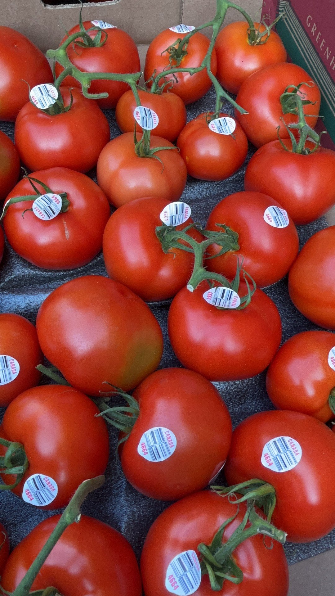 【Local】Fresh Tomatoes on Branches 1 Box 10 lbs