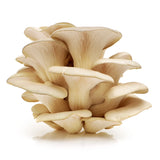 【Local】Organic Oyster Mushrooms 1 Box 2 Pounds