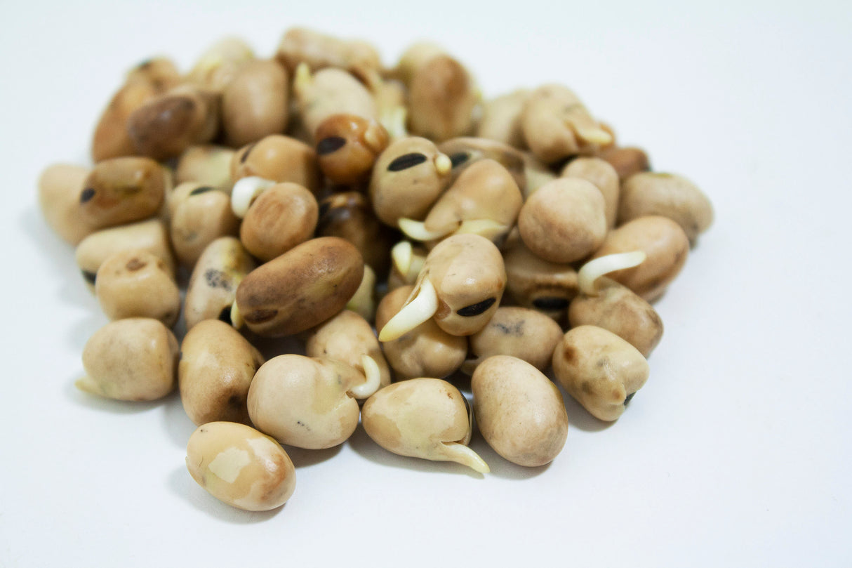 【Canada】Non-GMO broad beans 5 pounds