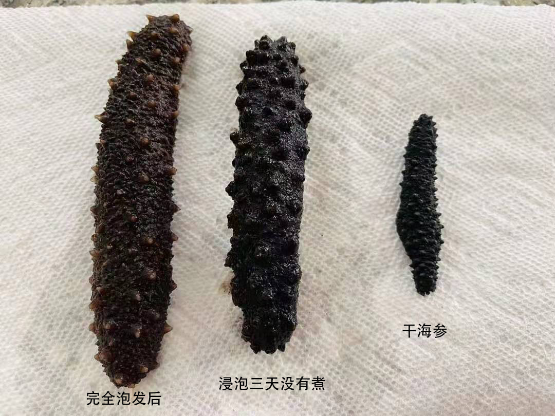 【North Atlantic】Half pound of sea cucumber