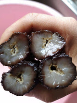 【North Atlantic】Half pound of sea cucumber